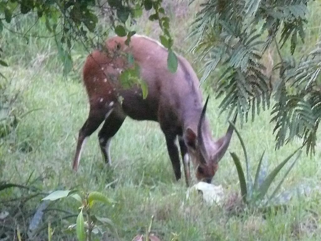 הודספרויט Amanzimlotzi Riverside Bush Camp חדר תמונה